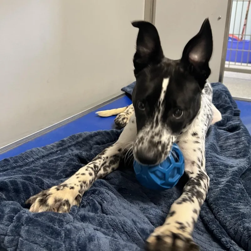 A young medium-sized male Mixed Breed dog named Coco for adoption in Oneonta, NY