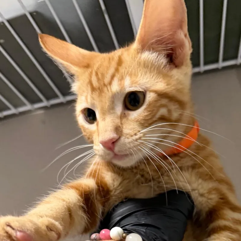 A baby small-sized male Orange / Red Domestic Short Hair cat named Simon for adoption in Yuma, AZ