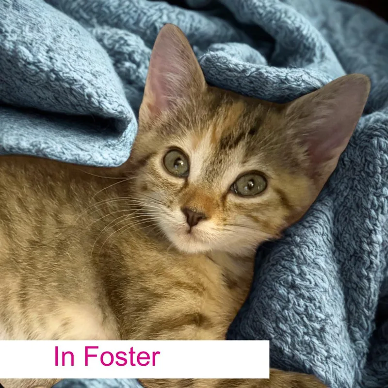 A baby small-sized female Brown / Chocolate Domestic Short Hair cat named Emmylou for adoption in Chapel Hill, NC