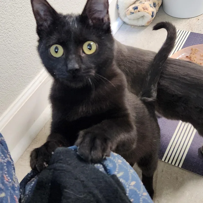 A baby small-sized female Black Domestic Short Hair cat named Betty Brogan Felv+ for adoption in Morrison, CO