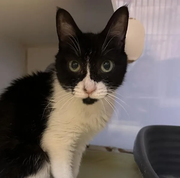 A senior small-sized female Domestic Short Hair cat named Grandma for adoption in Oceanside, CA