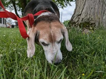 A senior medium-sized male Beagle dog named Max for adoption in West Decatur, PA