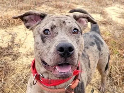 An adult large-sized female Mixed Breed dog named Tiny for adoption in Atlanta, GA