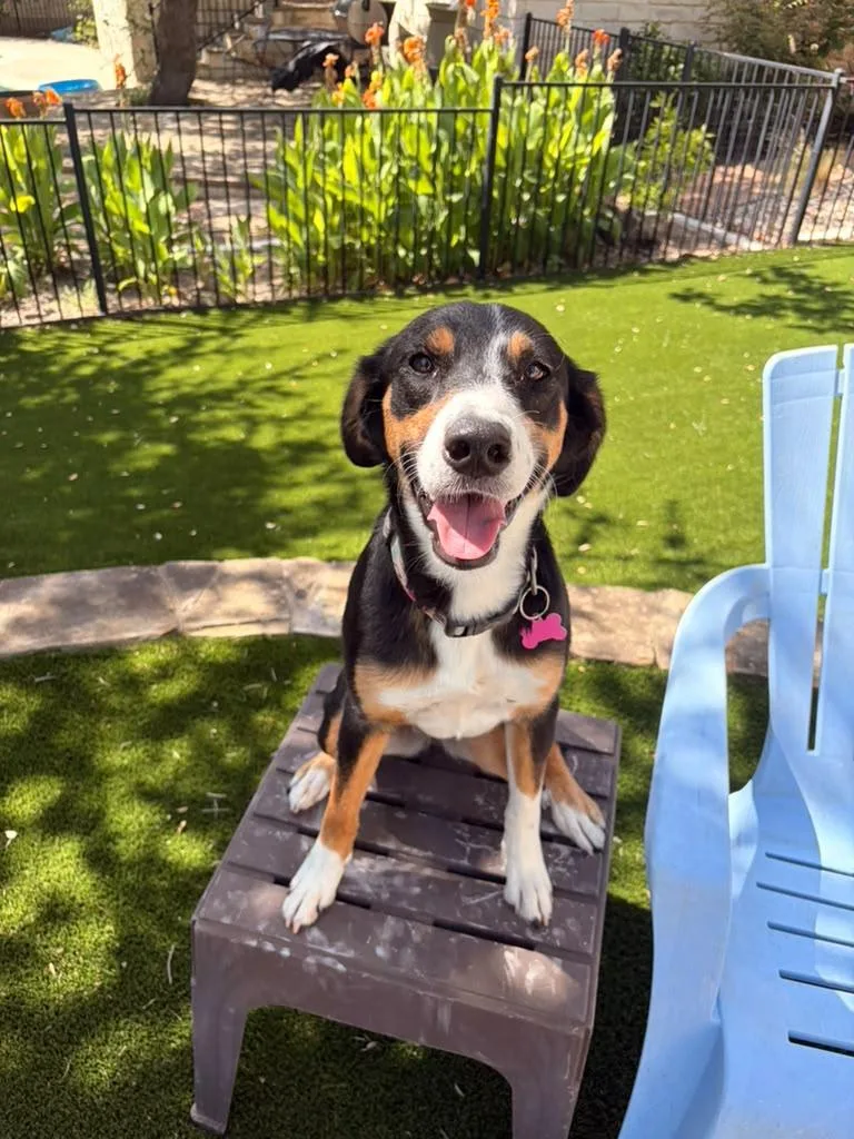 A young medium-sized female Tricolor (Brown, Black, & White) Entlebucher dog named Sierra for adoption in Marble Falls, TX