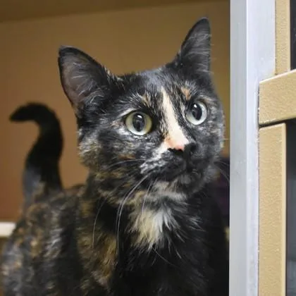 An adult medium-sized female Tortoiseshell Domestic Short Hair cat named Gabby for adoption in Flagstaff, AZ