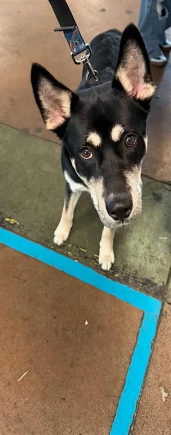 A young medium-sized male Siberian Husky dog named Louis for adoption in Van Nuys, CA