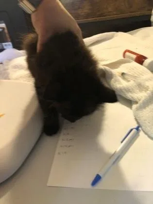 Panther