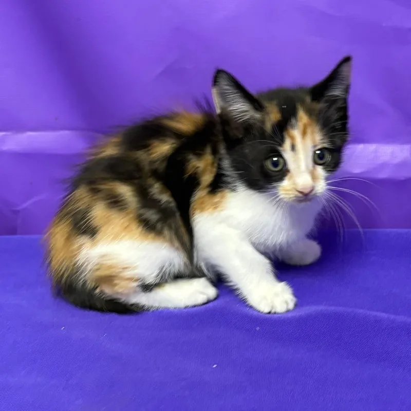 A baby small-sized female Calico Domestic Short Hair cat named Popcorn for adoption in North Myrtle Beach, SC