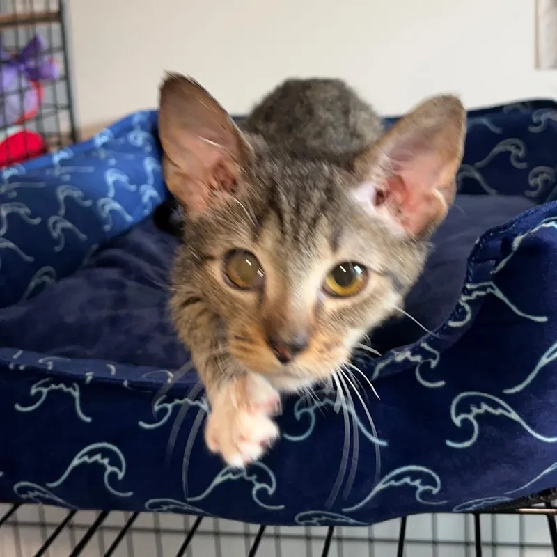 A young small-sized male Domestic Short Hair cat named Mouse for adoption in Woodstock, GA