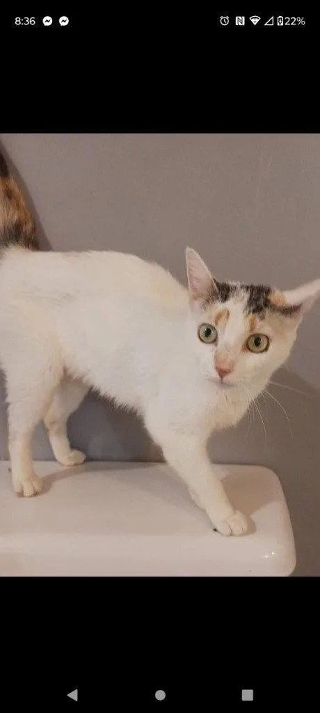 An adult medium-sized female Domestic Short Hair cat named Ranch for adoption in Cromwell, KY