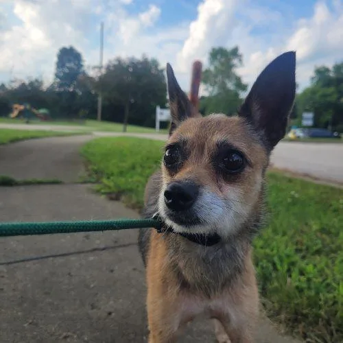 An adult small-sized female Bicolor Chihuahua dog named Lil' Bit  D for adoption in Frankfort, KY