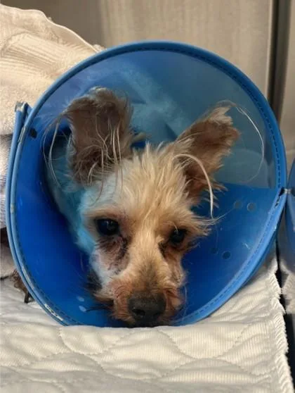 An adult small-sized male Mixed Breed dog named August for adoption in Lafayette, IN