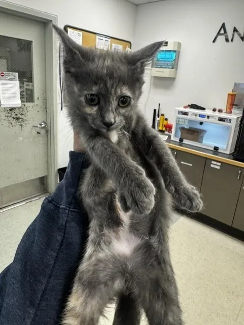 A baby small-sized female Domestic Medium Hair cat named Lycan for adoption in Van Nuys, CA