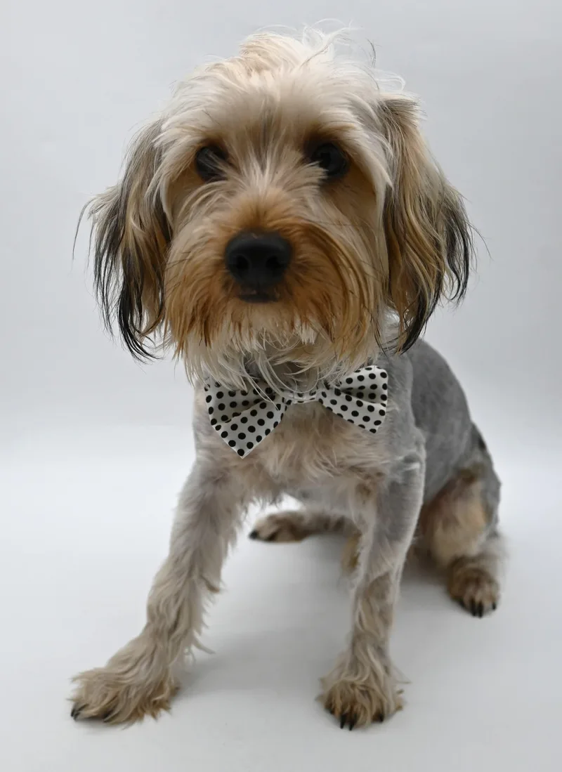A baby small-sized male Yorkshire Terrier dog named Taco. for adoption in Mobile, AL