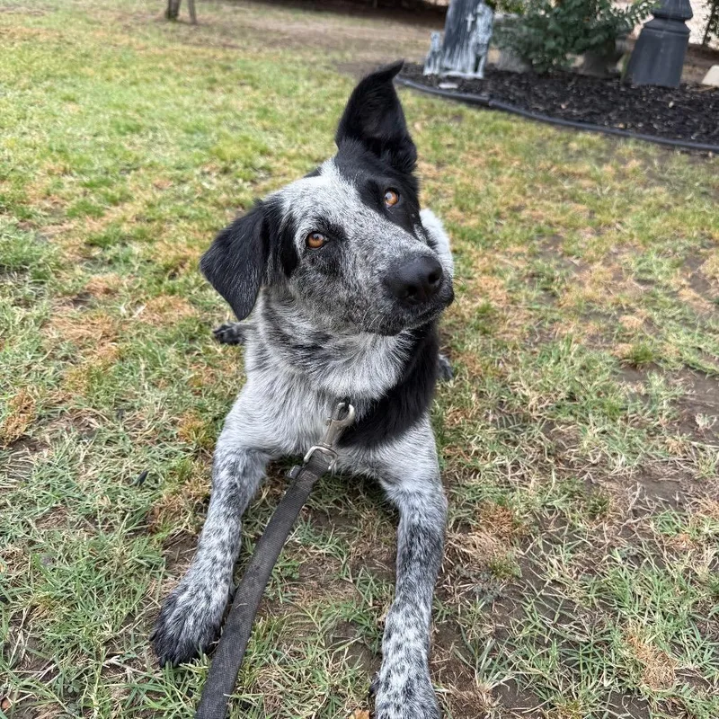 A young medium-sized female Black Cattle Dog dog named Ella for adoption in Fresno, CA