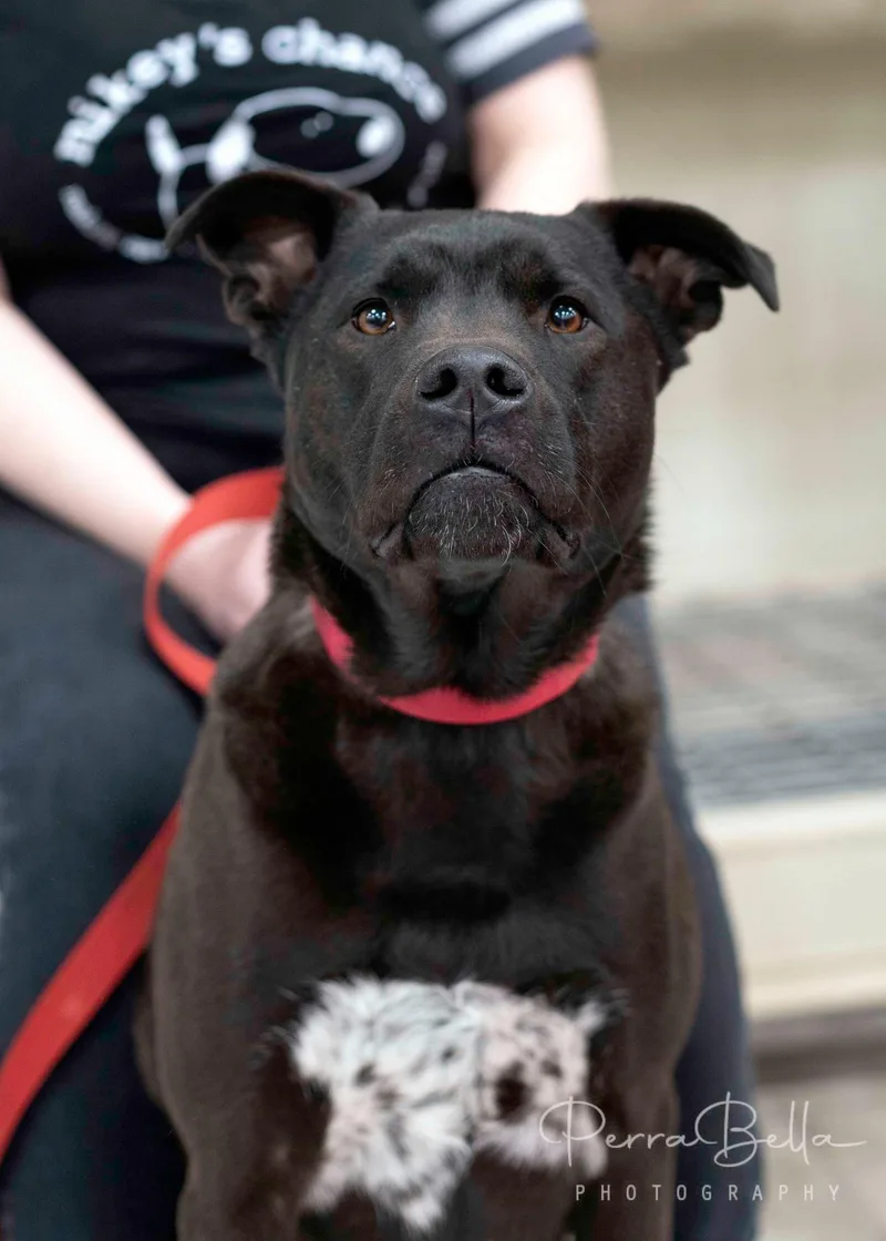 An adult large-sized male Newfoundland Dog dog named Lasso for adoption in West Richland, WA