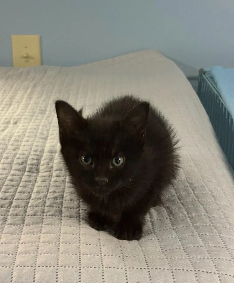 A baby small-sized female Black Domestic Short Hair cat named Olivia for adoption in Lovingston, VA