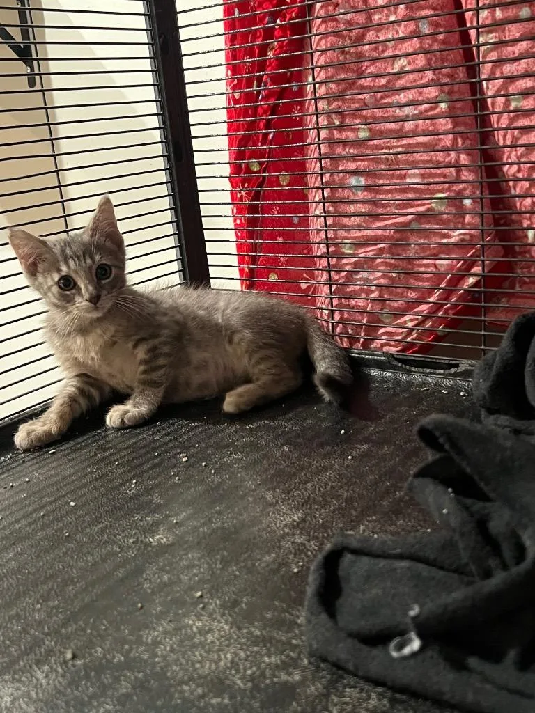 A baby medium-sized female Domestic Short Hair cat named Louise for adoption in Johnson City, TN