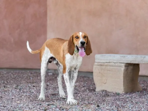A young large-sized male Mixed Breed dog named Beauford for adoption in Santa Fe, NM