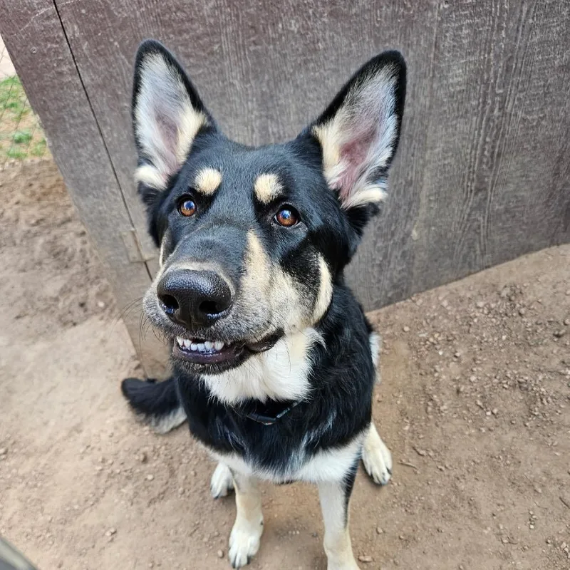 A young small-sized male Black German Shepherd Dog dog named Cub Koda for adoption in Lakewood, CO