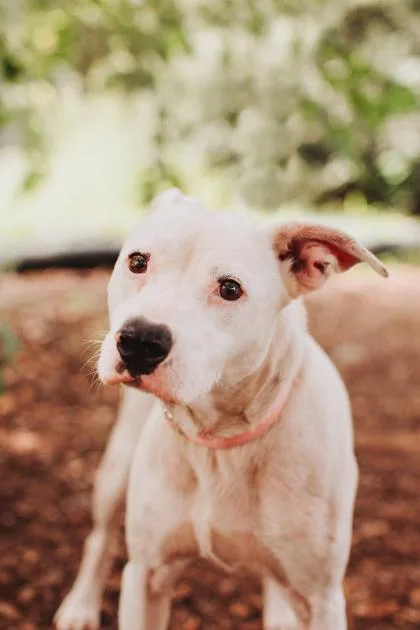 An adult large-sized female American Staffordshire Terrier dog named A Dolly P for adoption in North Charleston, SC