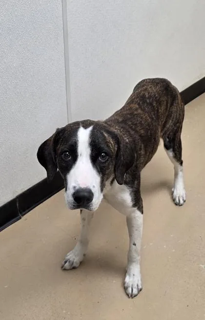 An adult large-sized female Pit Bull Terrier dog named Leeloo for adoption in Phoenix, AZ