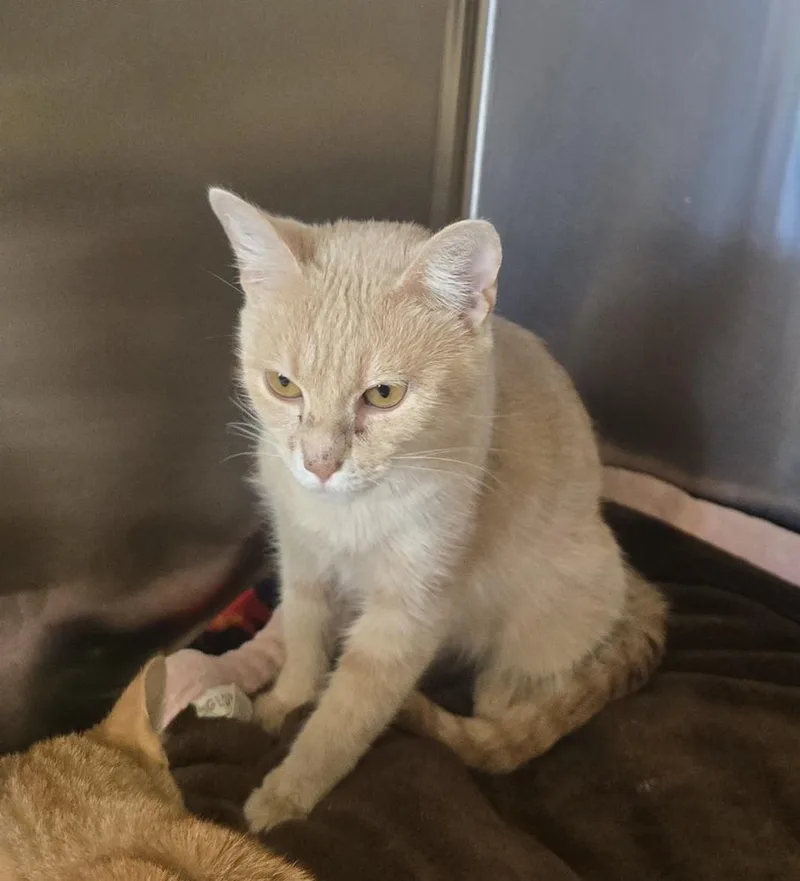 An adult medium-sized female Tabby (Orange / Red) Domestic Short Hair cat named Janet for adoption in Dickson, TN