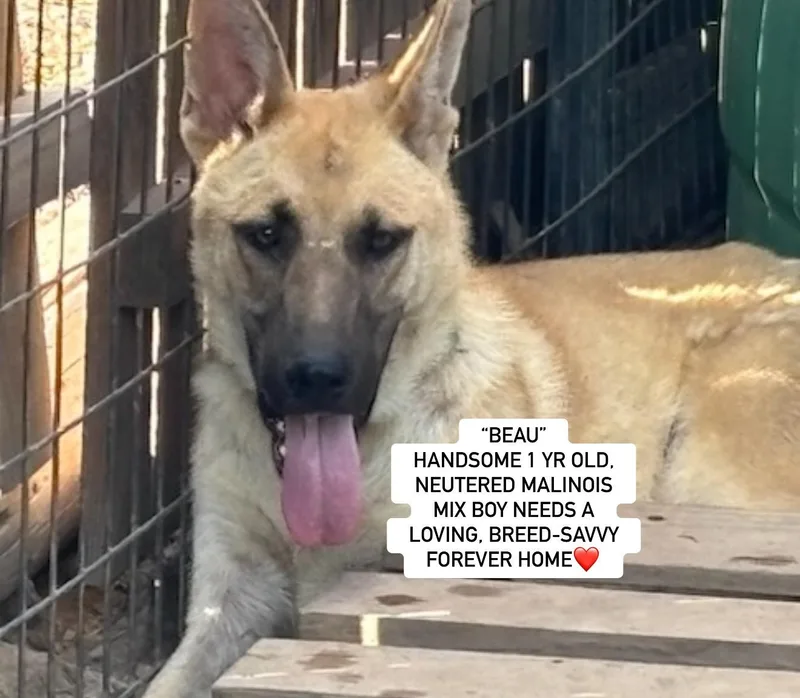 A young large-sized male Belgian Shepherd / Malinois dog named "beau" for adoption in Rockdale, TX