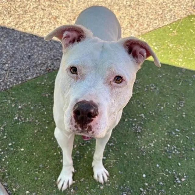 A senior large-sized female Pit Bull Terrier dog named Diamond for adoption in Phoenix, AZ