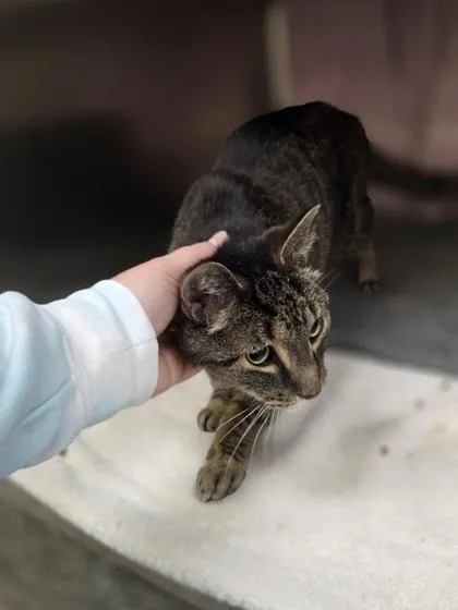 A senior large-sized male Domestic Short Hair cat named Liam for adoption in Westland, MI