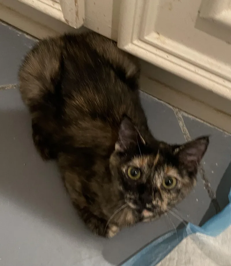 Melanieportofino Petsmart