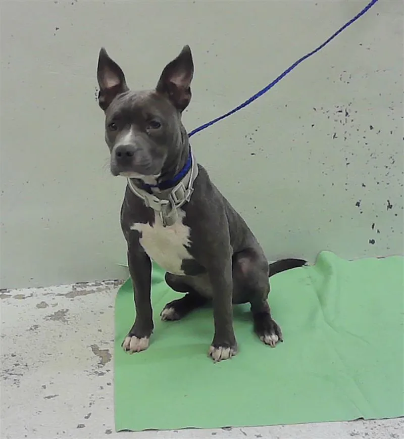 A young small-sized female Staffordshire Bull Terrier dog named Gracie for adoption in Houston, TX