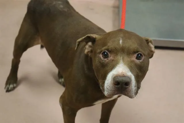 An adult medium-sized male Mixed Breed dog named Hawthorn for adoption in Columbia, SC