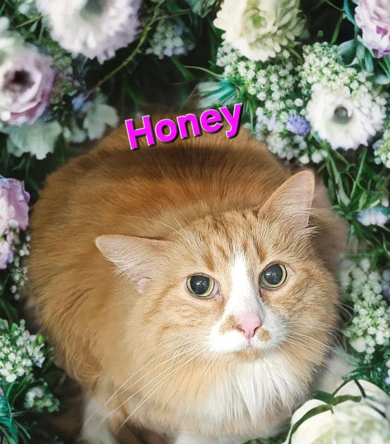 An adult large-sized female Domestic Long Hair cat named Honey for adoption in Jim Thorpe, PA