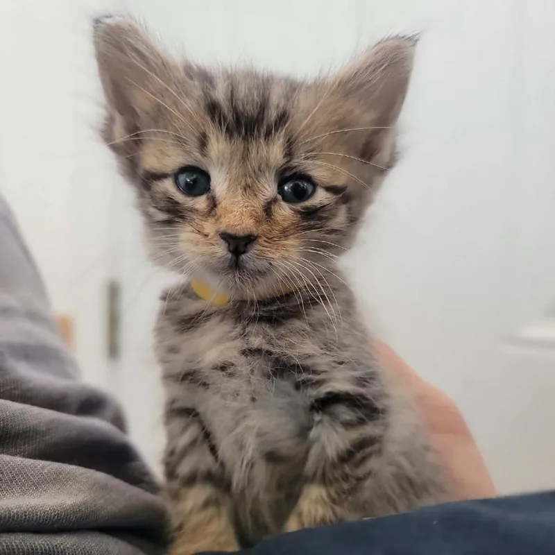 A baby small-sized male Gray / Blue / Silver Domestic Short Hair cat named Mimosa in Street MD for adoption in Alexandria, VA