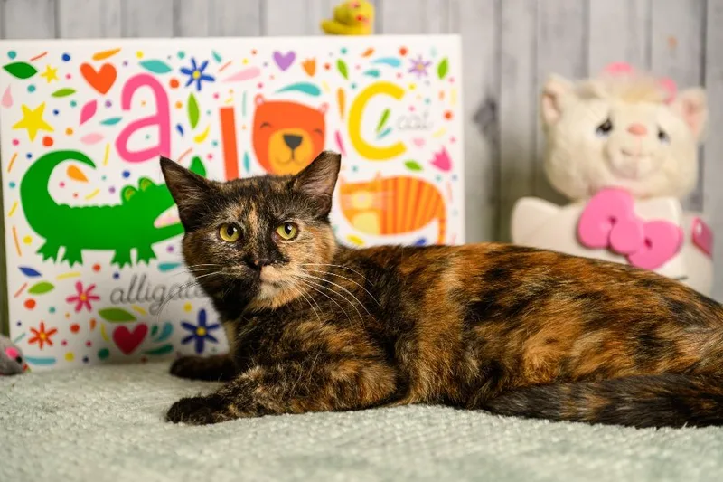 A baby medium-sized female Domestic Short Hair cat named Reese for adoption in Roanoke, TX