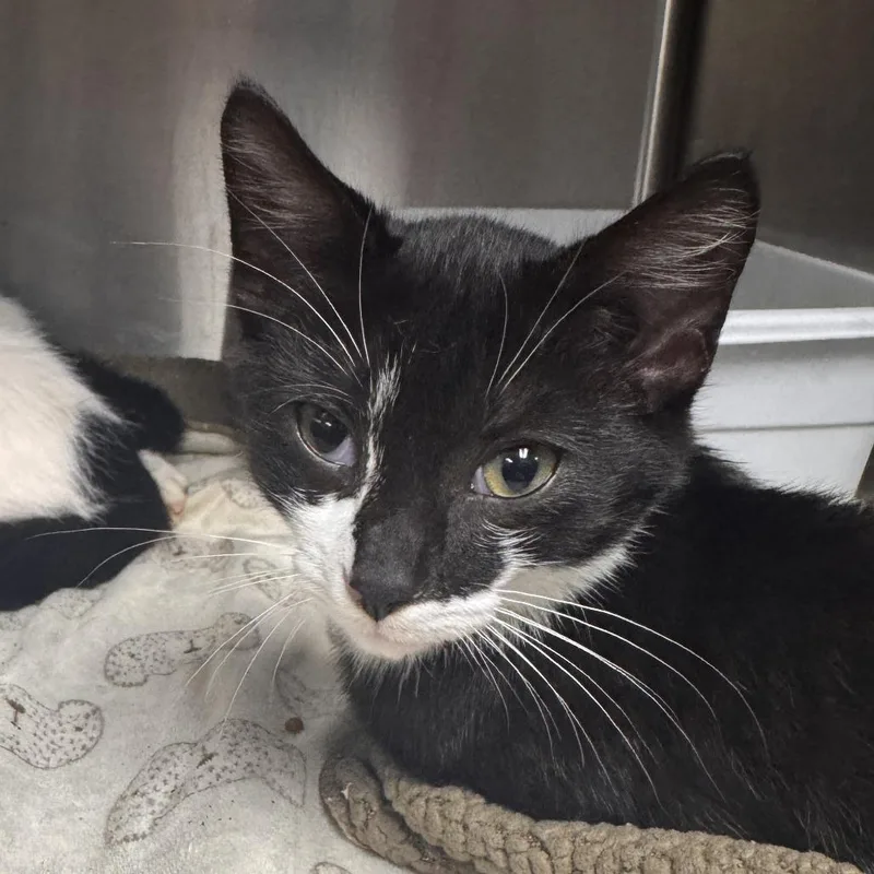 A baby small-sized male Black Domestic Short Hair cat named Emolga for adoption in Marion, VA