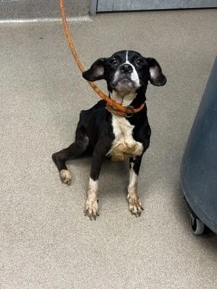 An adult medium-sized female Mixed Breed dog named Harper for adoption in Chamblee, GA