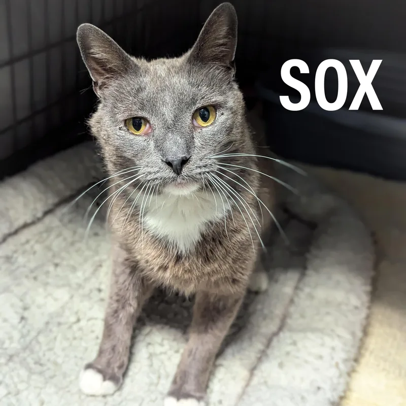 Sox thumbnail 3