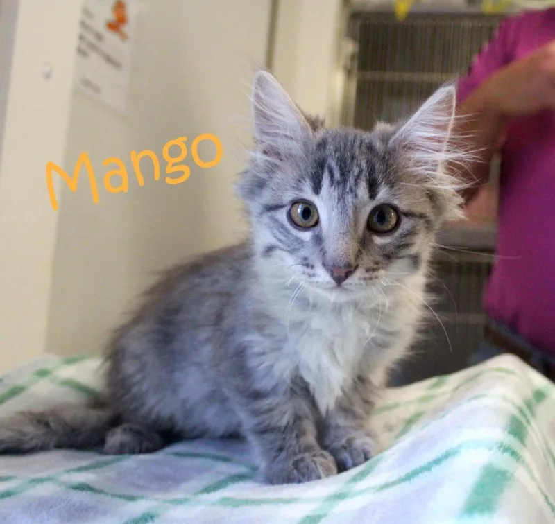 A baby medium-sized male Domestic Medium Hair cat named Mango for adoption in Saint James, MN