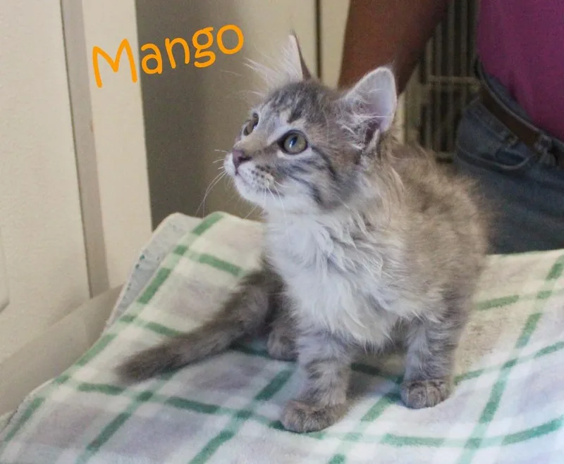 Mango thumbnail 2