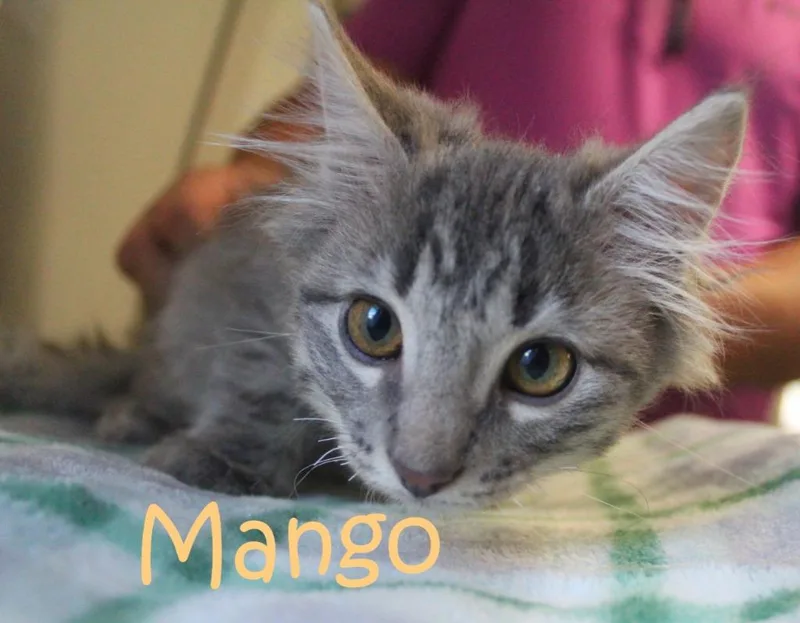 Mango thumbnail 3