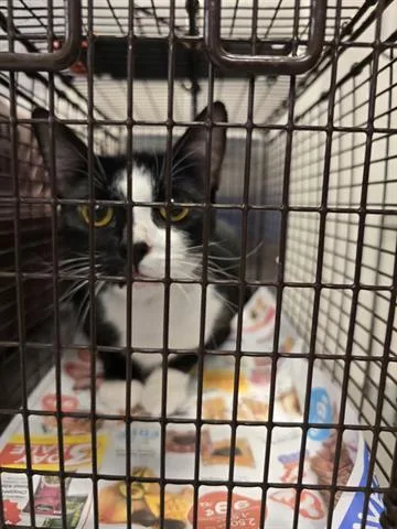 An adult medium-sized female Domestic Short Hair cat named Kuromi for adoption in Houston, TX
