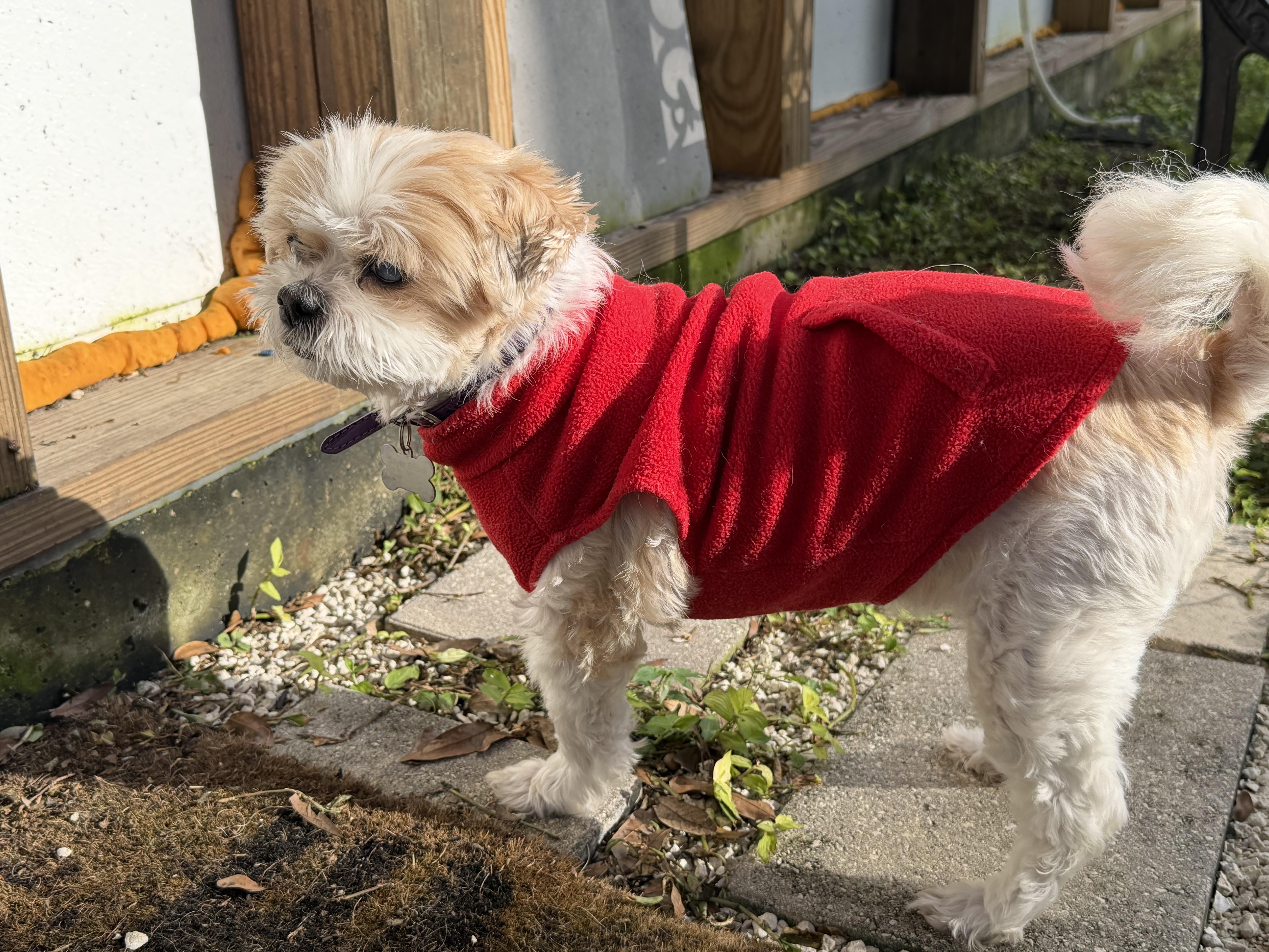 A senior small-sized female Shih Tzu dog named Gloria for adoption in Indianapolis, IN