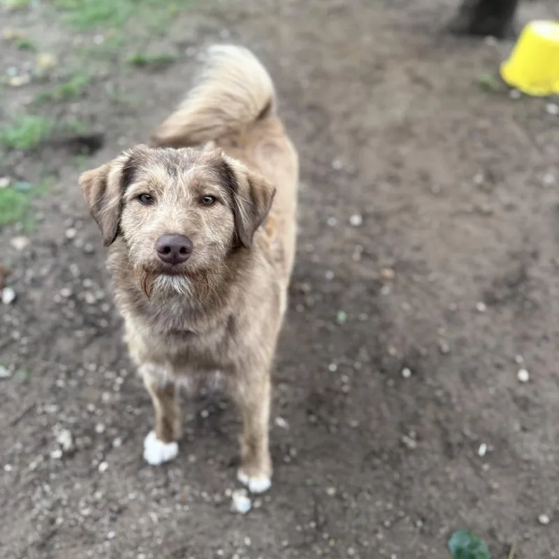 A young medium-sized male Golden German Wirehaired Pointer dog named Frankie for adoption in Collinsville , OK