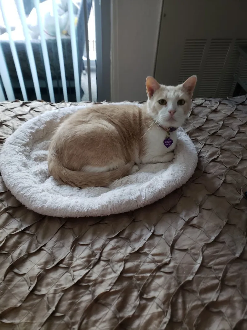 An adult medium-sized female Buff & White Domestic Short Hair cat named Amber for adoption in Fort Lauderdale, FL