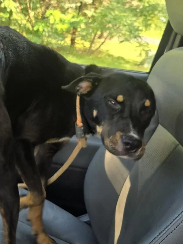 A young medium-sized female Doberman Pinscher dog named Sephora for adoption in Salisbury, MD