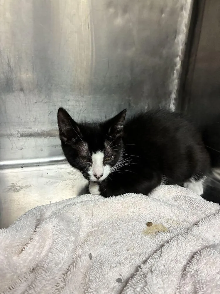 A baby small-sized male Black Domestic Short Hair cat named Bingo for adoption in Marietta, GA