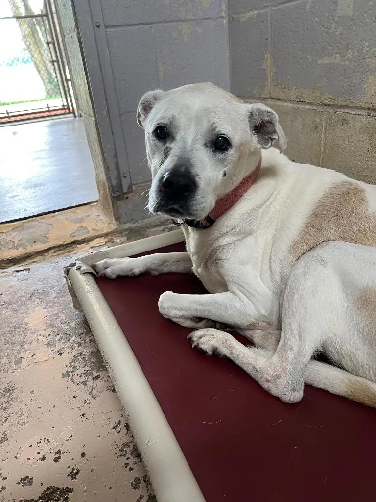 A senior medium-sized female Pit Bull Terrier dog named Pearl for adoption in Troy, OH