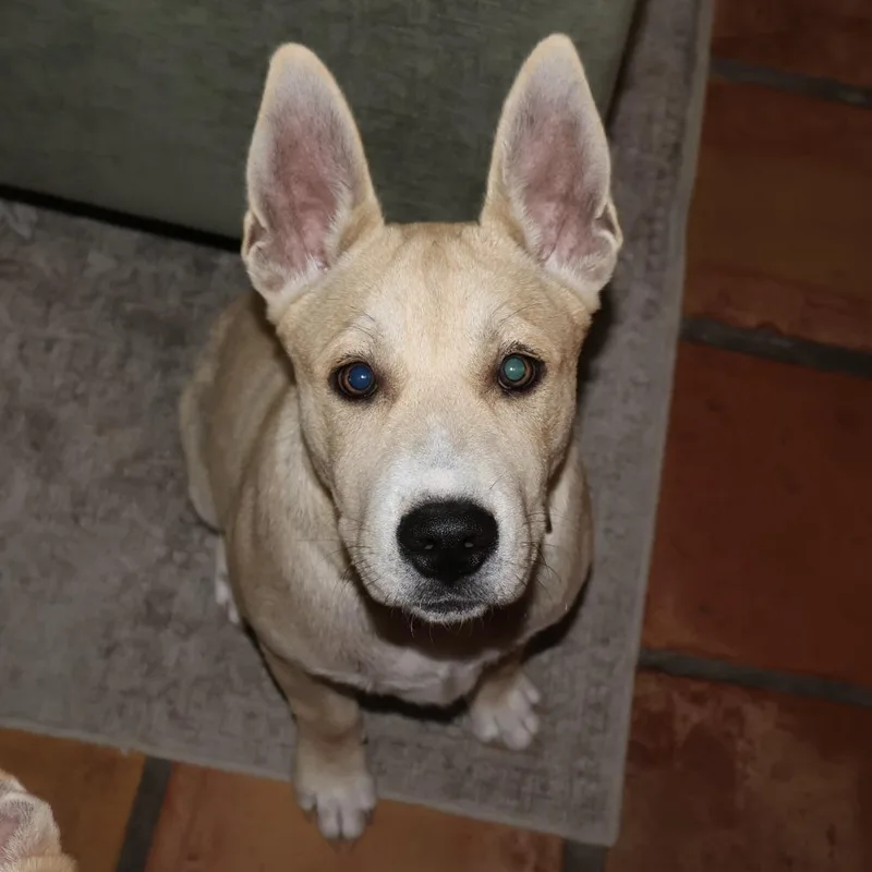 Gus thumbnail 2